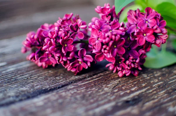 Mooie tak van lila struiken groeien in het voorjaar — Stockfoto