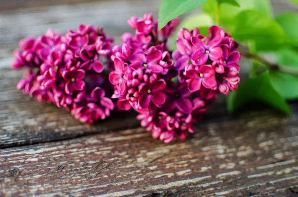 Mooie tak van lila struiken groeien in het voorjaar — Stockfoto