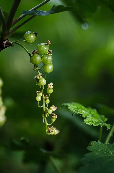 Ribes rosso che cresce su un ramo di un cespuglio in una giornata estiva soleggiata — Foto Stock