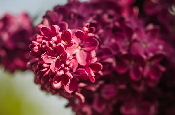 Hermosa rama de arbustos lila creciendo en la primavera — Foto de Stock