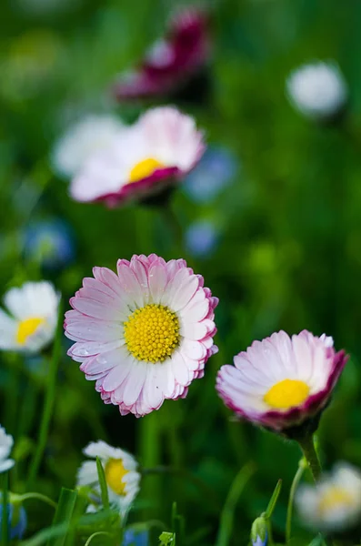 Las margaritas blancas suaves florecen en verano — Foto de Stock