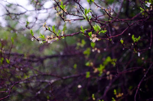 Молоде зелене листя крупним планом відкрита пружина — стокове фото