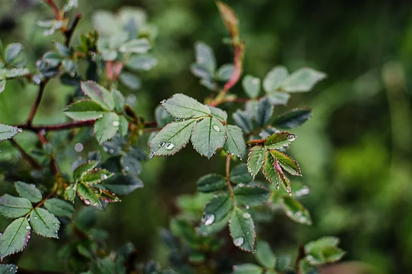 젊은 녹색 잎 근접 야외 봄 — 스톡 사진