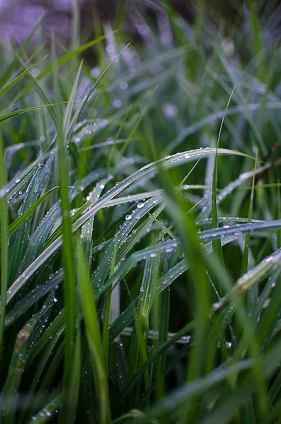 Grünes Gras timothy-grass auf weißem Hintergrund — Stockfoto