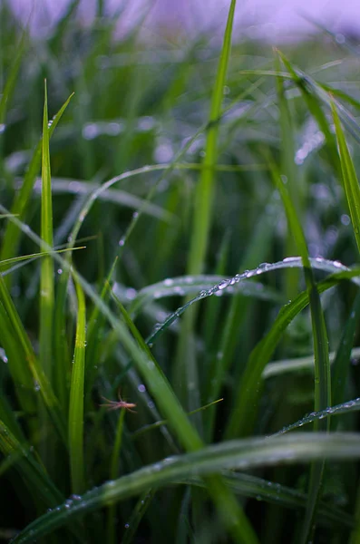 緑の草茎は屋外栽培 — ストック写真