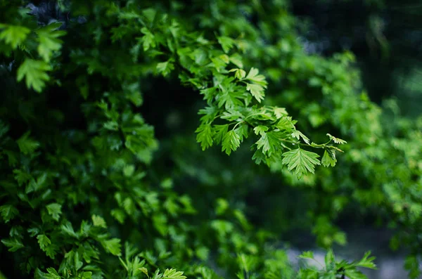 Giovani foglie verdi close-up primavera all'aperto — Foto Stock