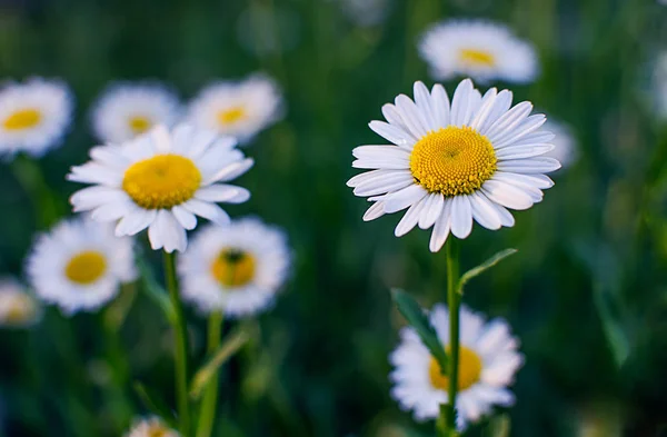 Las margaritas blancas suaves florecen en verano — Foto de Stock