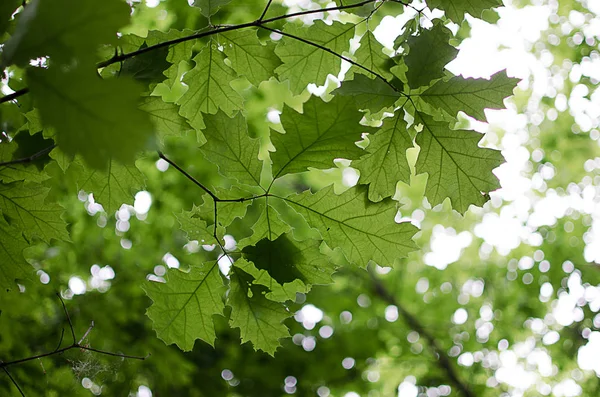 Young green leaves close-up outdoor spring Stock Image