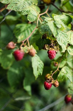 Kırmızı lezzetli ulaştı 