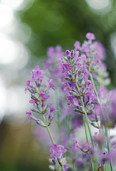 Delicadas flores violetas de lavanda — Foto de Stock