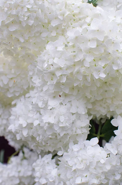 Nádherné květiny z hortenzie s listy na svatební hostinu — Stock fotografie