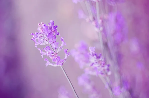 Flores violetas delicadas de lavanda — Fotografia de Stock