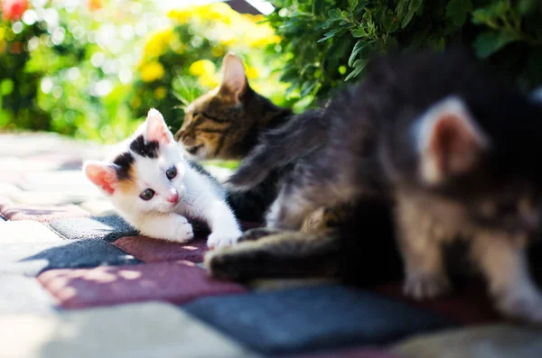 Katten promenader i den friska luften — Stockfoto