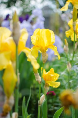 Süsen çiçekleri, çardağın yakınındaki bahçeyi ya da baharda bahçeyi süslemek için harikadır.