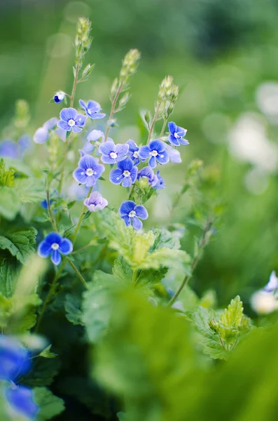 Kleine Frühlingsblumen Blühen Draußen Auf Dem Rasen — Stockfoto