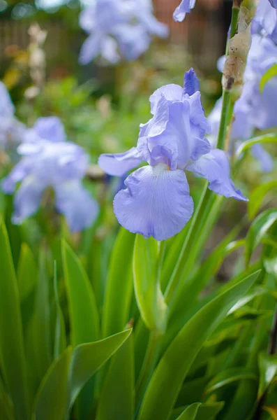 Irissen Zijn Prachtige Bloemen Tuin Versieren Buurt Van Het Prieel — Stockfoto