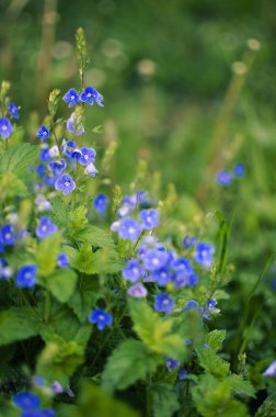 Küçük bahar mavisi Veronica çiçekler açıyor bahçede.