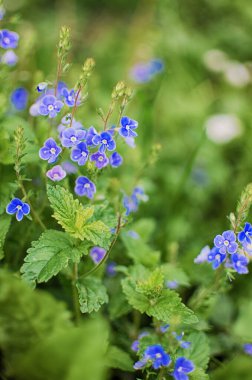 Küçük bahar mavisi Veronica çiçekler açıyor bahçede.