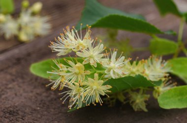 Sabah rahatlamak için bir fincanda sıcak ıhlamur çayı ya da soğuktan şöminenin yanında ısınmak için.