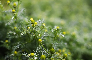 Güneşli bir yaz gününde açık havada güzel taze papatyalar açar.