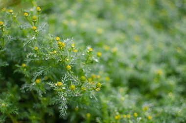 Güneşli bir yaz gününde açık havada güzel taze papatyalar açar.