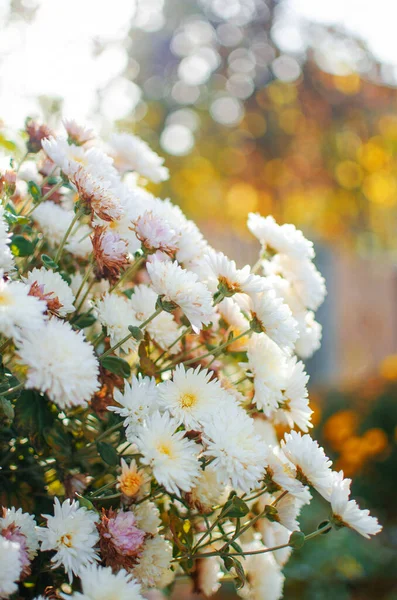 Jesienne Kwiaty Chryzantemy Rosną Świeżym Powietrzu — Zdjęcie stockowe