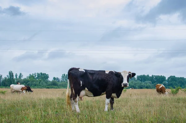 Het Woord Koe Betekent Een Vrouwtje Van Soort Tamme Stier Rechtenvrije Stockfoto's