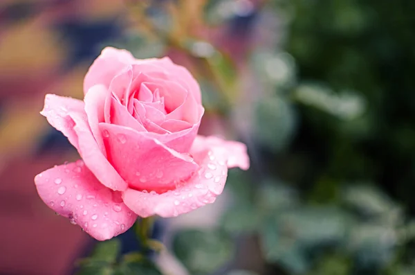 Belas Rosas Frescas Crescem Livre Verão Para Buquê — Fotografia de Stock