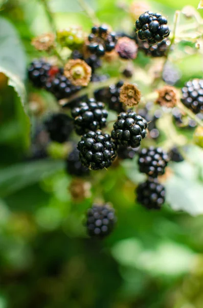 raspberry Shrub 1-2 m tall with annual vegetative shoots and woody biennial stems that form flowering shoots