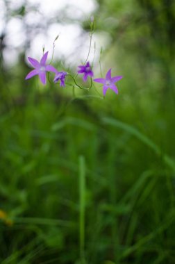 Campnula cinsinin adı Latince 