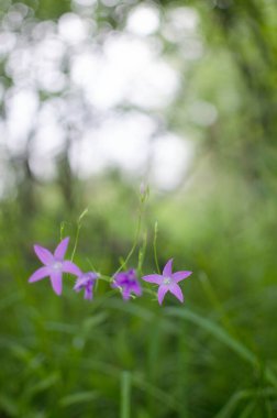 Campnula cinsinin adı Latince 