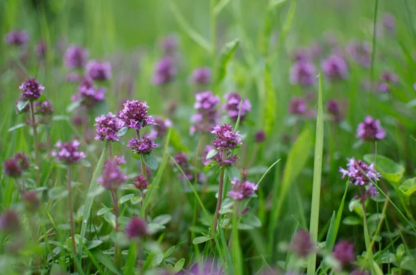 Thyme Género Arbustos Semi Arbustos Familia Labiate Patria Son Regiones — Foto de Stock