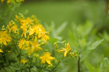 Hypericum, Aziz John otçulluğu familyasından yıllık ve uzun ömürlü bir bitki türüdür. Hypericum antik zamanlarda mucizevi olarak görülüyordu çünkü pedamca bozulduğunda kan kırmızısı akıyordu. St. John otu.