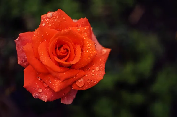 Летом Открытом Воздухе Растут Красивые Свежие Розы Букета — стоковое фото