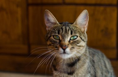 Komik küçük kedi evin yakınlarında yürüyor.