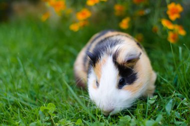 Güzel, güneşli bir bahar gününde çimlerin üzerinde otlayan kobay faresi.