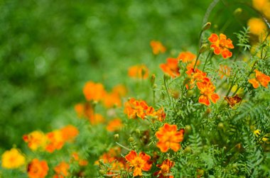 Güzel kadife çiçekleri yazın açılır.