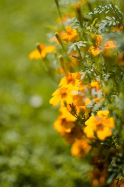 Güzel kadife çiçekleri yazın açılır.
