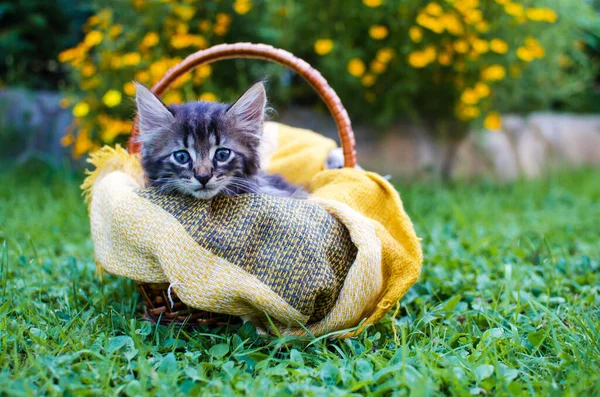 Divertido Pequeño Gato Caminando Aire Libre Cerca Casa —  Fotos de Stock