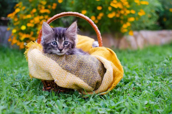 Divertido Pequeño Gato Caminando Aire Libre Cerca Casa —  Fotos de Stock