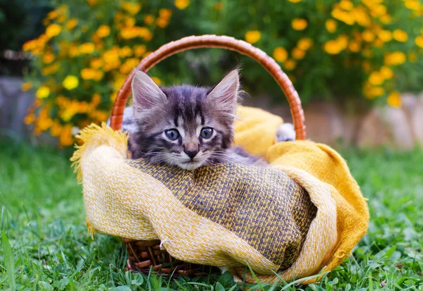 Lustige Kleine Katze Die Der Nähe Ihres Hauses Freien Spaziert — Stockfoto