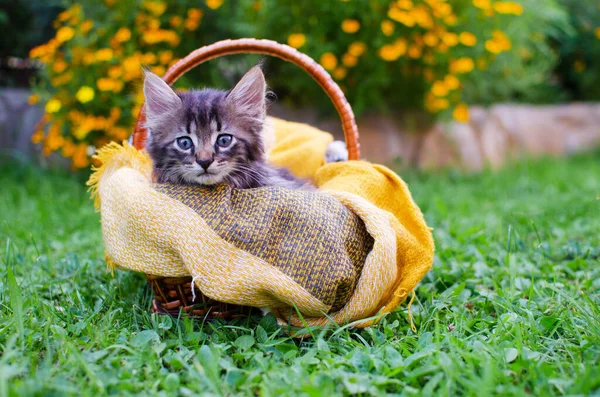 Divertido Pequeño Gato Caminando Aire Libre Cerca Casa — Foto de Stock