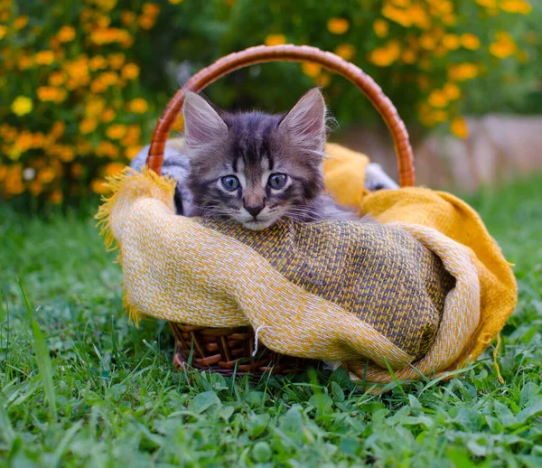 Divertido Pequeño Gato Caminando Aire Libre Cerca Casa —  Fotos de Stock