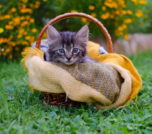 Komik küçük kedi evin yakınlarında yürüyor.