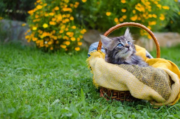 Divertido Pequeño Gato Caminando Aire Libre Cerca Casa —  Fotos de Stock