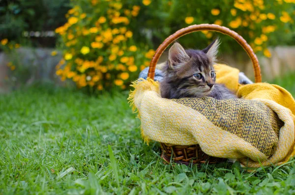 Divertido Pequeño Gato Caminando Aire Libre Cerca Casa —  Fotos de Stock