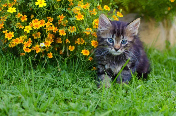 Funny Little Cat Walking Outdoors Home — Stock Photo, Image