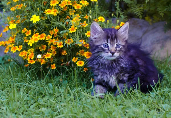 Funny Little Cat Walking Outdoors Home — Stock Photo, Image