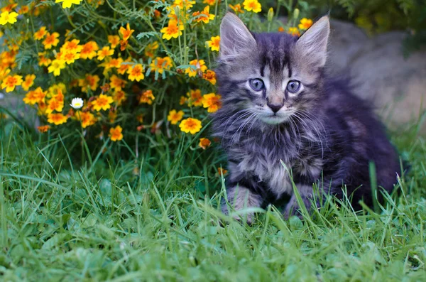 Funny Little Cat Walking Outdoors Home — Stock Photo, Image