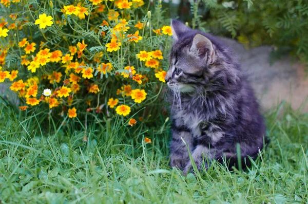 Divertido Pequeño Gato Caminando Aire Libre Cerca Casa —  Fotos de Stock